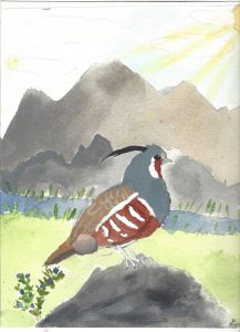 A watercolour painting of a mountain quail.