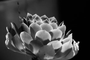 A black-and-white photograph of a succulent.