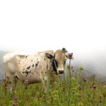 A photograph of a cow in a field of flowers.