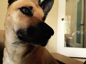A photograph of a dog looking wistfully across the frame.