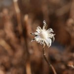 A photograph of a flower against a background of dead plants.