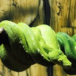 A photograph of a coiled green snake.