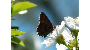 A photograph of a butterfly perched on a flower.