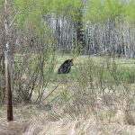 A photograph of a bear seen through a fence.