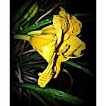 A photograph of a daffodil with an old-fashioned feel.