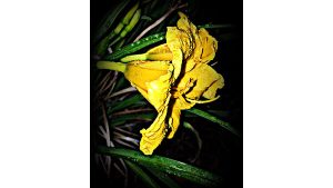 A photograph of a daffodil with an old-fashioned feel.