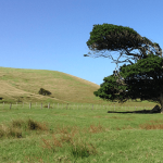 A photograph of a tree blowing in the wind.