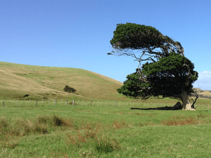 A photograph of a tree blowing in the wind.