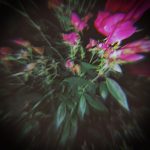 A blurry photograph of flowers with an old-fashioned feel.
