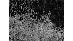 A black-and-white photograph of frozen twigs.
