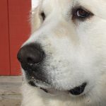 A close-up photograph of a dog’s face.
