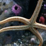 A photograph of a starfish, suctioned to a glass wall.