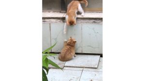 A photograph of two kittens reaching for each other.