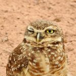 A photograph of an owl with one eye closed, as if winking.