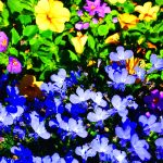 A very vivid photograph of colourful flowers.