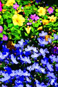 A very vivid photograph of colourful flowers.