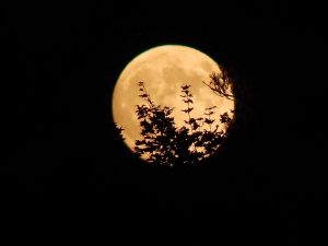 A photograph of an orange-tinted moon, partially covered by silhouetted plants.