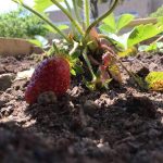 A photograph of a strawberry growing in a garden.
