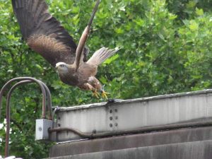 A photograph of a peregrine falcon taking flight.