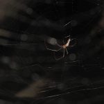 A photograph of a backlit spider.
