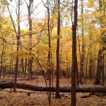 A tranquil photograph of a deciduous forest in autumn.