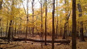 A tranquil photograph of a deciduous forest in autumn.