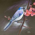 A pencil crayon drawing of a blue jay perched on the branch of a blossoming tree.