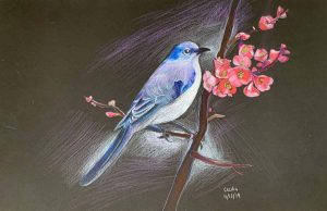 A pencil crayon drawing of a blue jay perched on the branch of a blossoming tree.