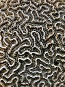 A photograph of a coral reef.