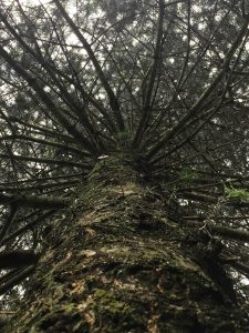 A photograph taken looking up at a tree.