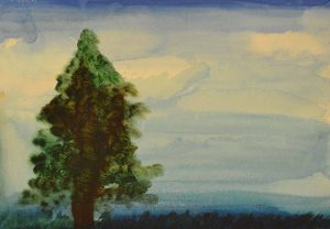 A watercolour painting of an evergreen tree.