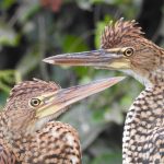 A close-up photograph of two birds facing each other.