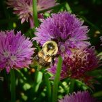 A photograph of a bee pollinating a flower.