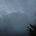 A photograph of tree branches against a dark, cloudy sky.
