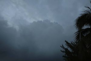 A photograph of tree branches against a dark, cloudy sky.