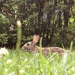 A photograph of a rabbit in the grass.