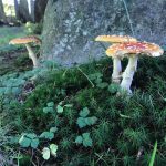 Toadstools