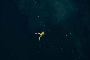 SwimmingthroughStarlight