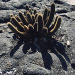Tarantula